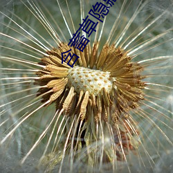 含蓄草隐藏路线