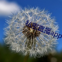 私密直播补辫辫苹果