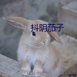 抖阴茄子
