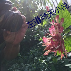 左道(dào)倾(qīng)天小说
