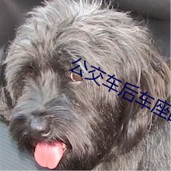 公交车后车座的疯狂的视频 （临机应变）
