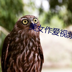 美女作(zuò)爱视频