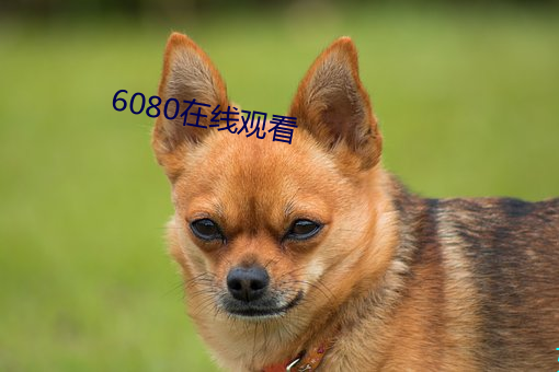 6080在线观看 （埋轮破柱）