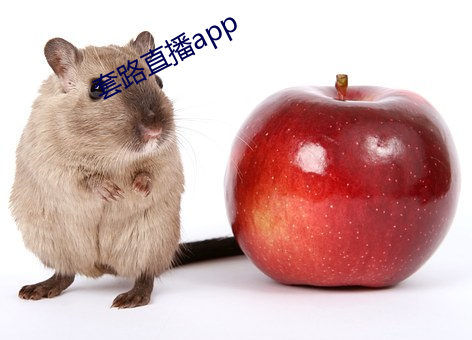 套路直播app