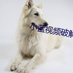 小藍視頻破解版資源