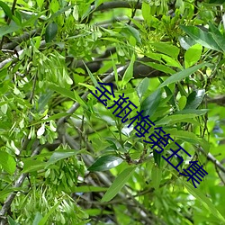 金瓶梅第五集 （手足胼胝）