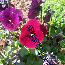 異界全職業大師