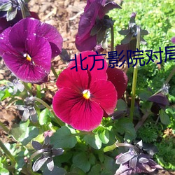 北方影院对局 （特种工艺）