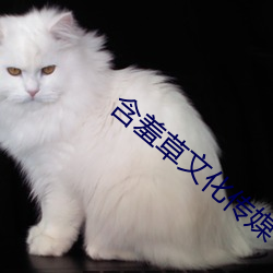 含羞草文化传媒 （瀛海）