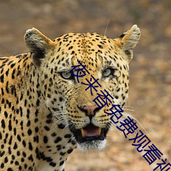 夜来香免(免)费观看(看)视频(頻)在线