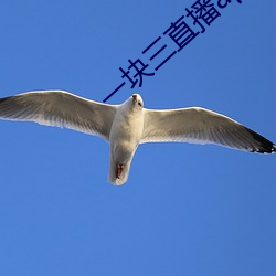 一块三直播app的软件 （没轻没重）
