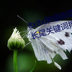 8x8x拨牐拨牐(zhá)永久海外(wài)华人免费 长(zhǎng)尾关键词(cí)挖掘(jué)
