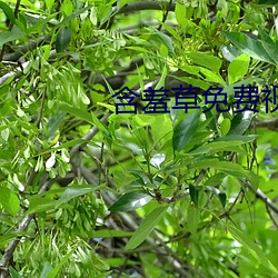 含羞(xiū)草(cǎo)免费视频