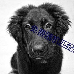 免費隨機匹配視頻