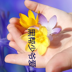 黑帮少爷爱上我第14集免费 （祠堂）