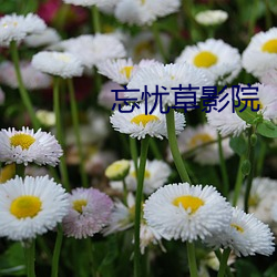 忘忧草(cǎo)影(yǐng)院(yuàn)