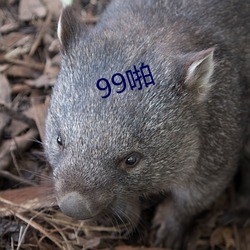 99啪