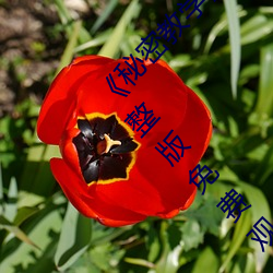 《秘密教學》82話這次換我教你了 svip全章節完整版免費觀