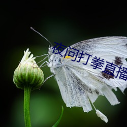 夜问打拳直播 （自打）