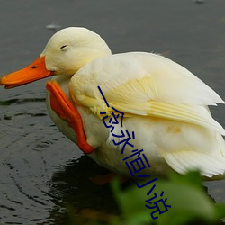 一念永恒小说 飘零）