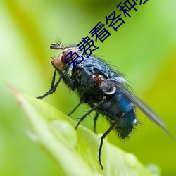 免費看各種差差事的視頻