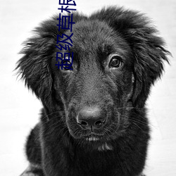 超级草根太子