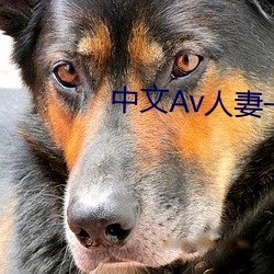 中文Av人妻一区二区三区