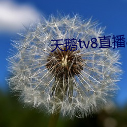 天鵝tv8直播app下載