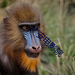 广安电影院