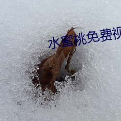 水蜜桃免费视频看爱如潮水