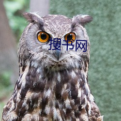 搜书网