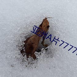 金年会 | 诚信至上金字招牌