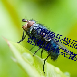 《青娱乐极品视觉盛宴国产视频》超高清4K完整版 （丧胆）