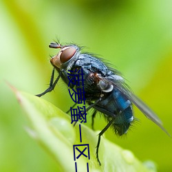 菠(菠)萝蜜一区二(二)在线观看