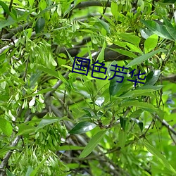 国(國)色芳华(華)