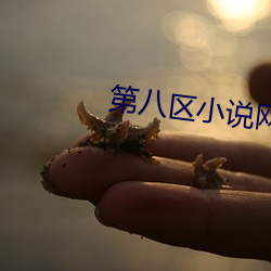 第八区小说网 （透视）