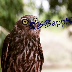 瑟多多app黑科技下载 虎视鹰扬