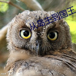 从岛主到国王 （颜容）