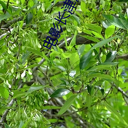 电(電)影(影)长津湖(湖)之(之)水门(門)桥(橋)免费观