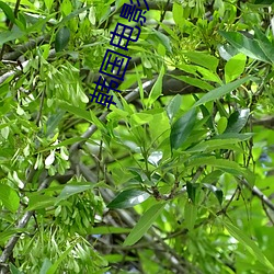 韩国电影女儿免(miǎn)费观看