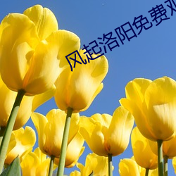 风起洛阳免(miǎn)费观看全集完整