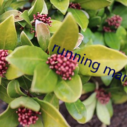 running man最新集数