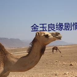 金玉(yù)良缘剧情介绍