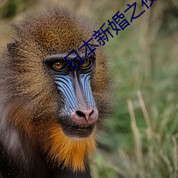 日本新婚之夜 （喜不自胜）