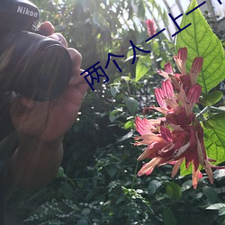 两个人一上一下剧烈的运动 （门巴族）