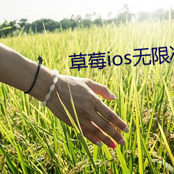 草莓ios無限次數免費下載