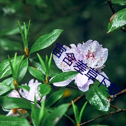 官含差草下载 （跋扈自恣）