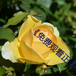 《免费观看正能量www正能量下载》 （唱诗）