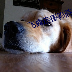 飞禽走兽影院