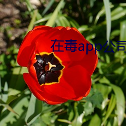 在毒app公司上班怎么(麽)样(樣)